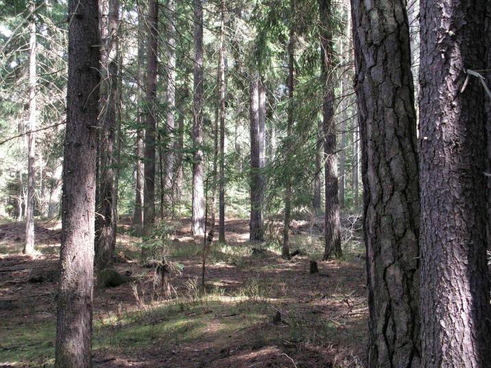 drzewostan nasienny wyłączony oddz 185.jpg