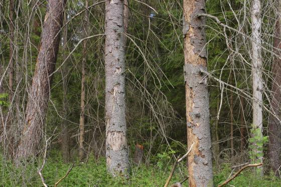 Tzw. gradacja owadów - masowe ich pojawienie się - może zagrozić trwałości lasu (fot. Paweł Fabijański)