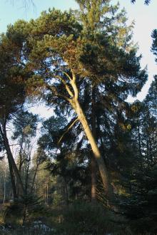 Stanowiska sosny drzewokosej Pinus rhaetica (sosny błotnej) na terenie Nadleśnictwa Węgliniec.