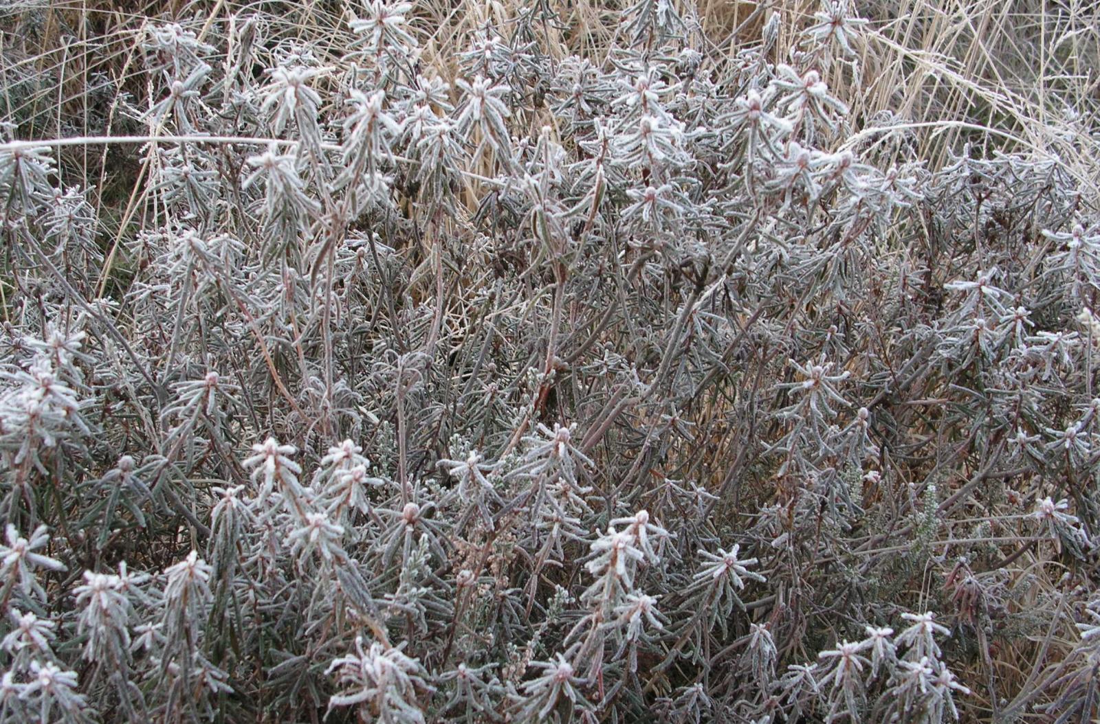 Bagno zwyczajne zimą