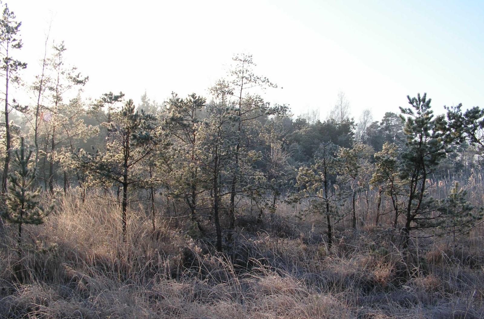 Rezerwat przyrody "Wrzosiec koło Pasiecznej"