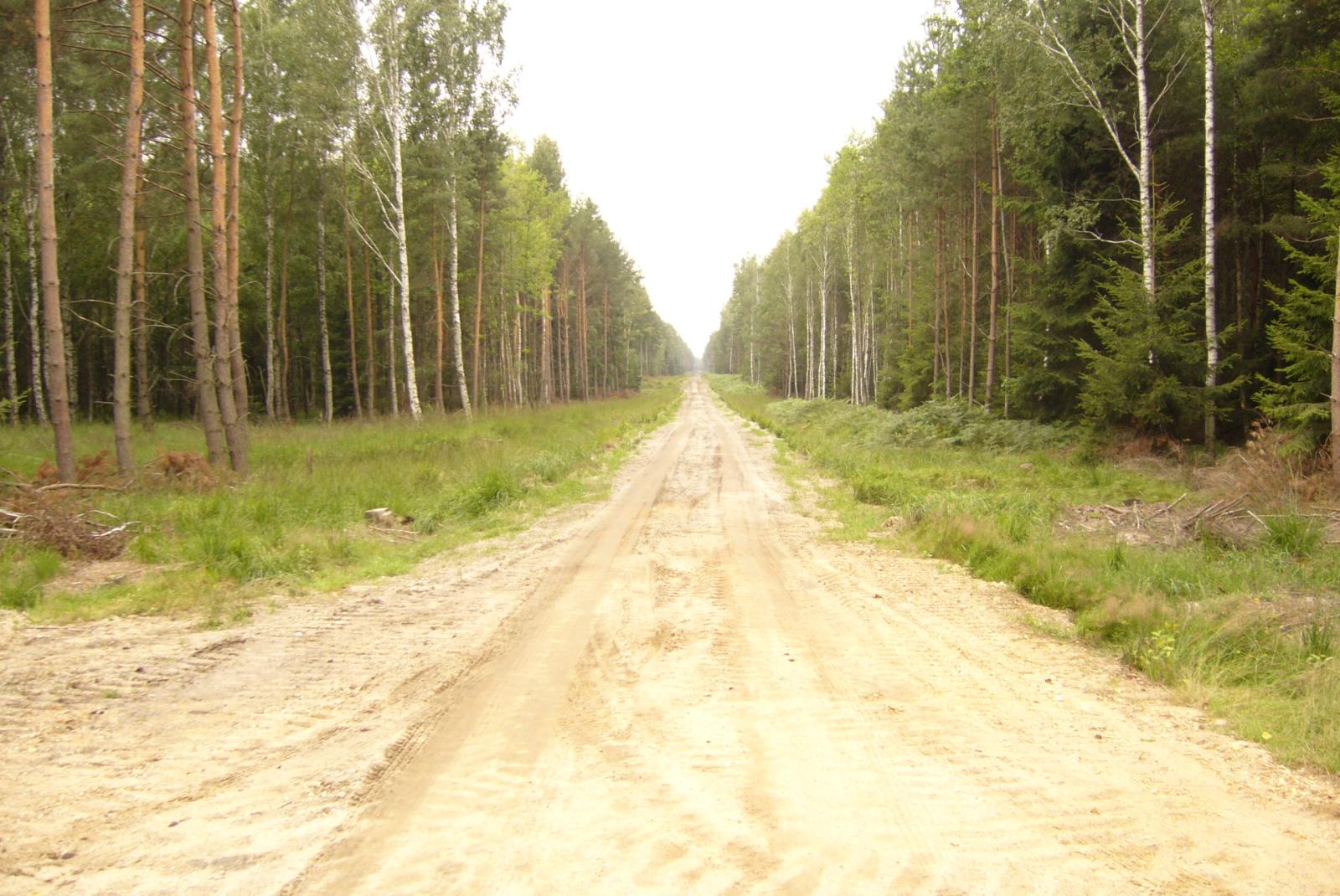Droga leśna nr 46 przed przebudową (Fot. Wiesław Urbański)