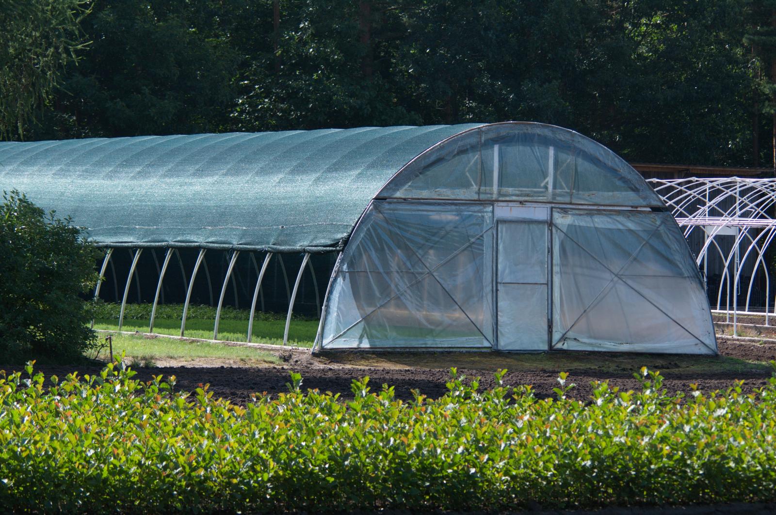 Szkółka Gospodarcza "Wiktor" (Fot. Marek Wawrzynek)