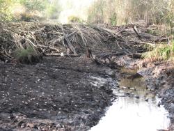 Tama bobrowa (Fot. Andrzej Paździorko)