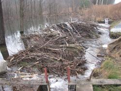 Tama bobrowa (Fot. Andrzej Paździorko)