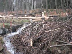 Zgryz bobrowy (Fot. Andrzej Paździorko)