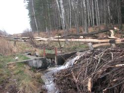 Zgryz bobrowy (Fot. Andrzej Paździorko)