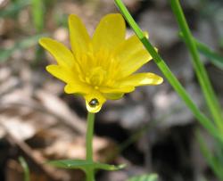 Ziarnopłon wiosenny (Fot. Marek Wawrzynek)