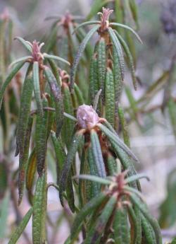 Bagno zwyczajne (Fot. Marek Wawrzynek)