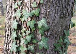 Bluszcz pospolity (Fot. Marek Wawrzynek)