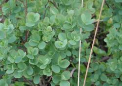 Borówka bagienna (Fot. Marek Wawrzynek)