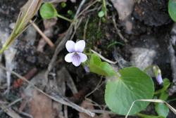 Fiołek błotny (Fot. Marek Wawrzynek)