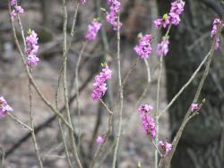 Kwitnący wawrzynek wilczełyko (Fot. Marek Wawrzynek)