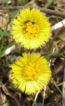 Podbiał pospolity (Fot. Marek Wawrzynek)