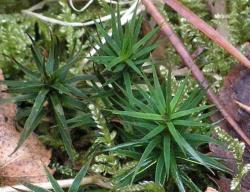 Złotowłos strojny (Fot. Marek Wawrzynek)