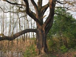 Olsza na terenie Leśnictwa Ołobok (Fot. Andrzej Paździorko)