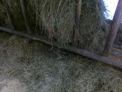 Warchlaki (Fot. Dariusz Ślusarczyk)