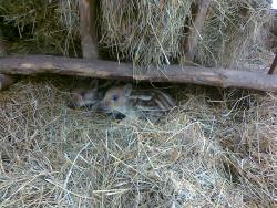 Warchlaki (Fot. Dariusz Ślusarczyk)