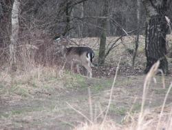 Daniel (Fot. Andrzej Paździorko)