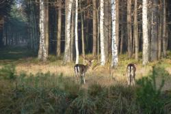 Daniele (Fot. Wiesław Piechota)