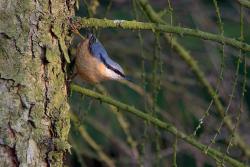 Kowalik zwyczajny (fot. Marek Wawrzynek)