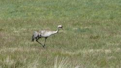 Żuraw (fot. Andrzej Nowak)