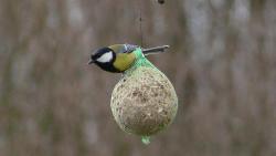 Bogatka zwyczajna (fot. Andrzej Nowak)