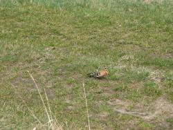 Dudek (fot. J. Zieliński)