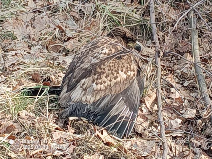 Bielik&#x20;&#x28;Haliaeetus&#x20;albicilla&#x29;